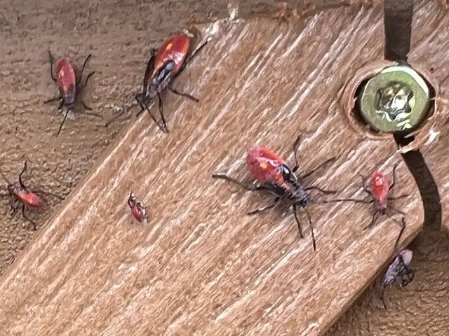 Joseph’s Pest Control